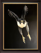 Original Hand-painted Lifesize Falcon study Acrylic Medium