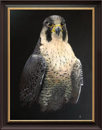 Original Hand-painted Lifesize Falcon study Acrylic Medium
